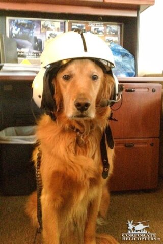 Maverick the dog wears a helicopter pilot's helmet