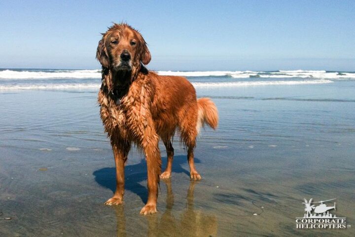 Dog Maverick, wet at the beach