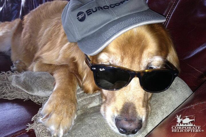 Dog Maverick, with a Eurocopter cap and sunglasses on