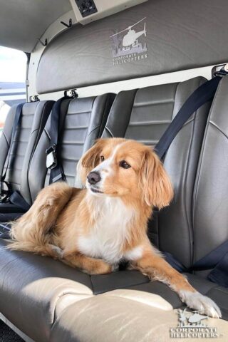 Dog Nala lays down in the rear seats of a helicopter