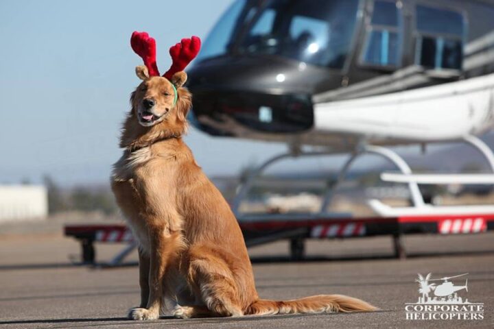 Maverick the dog with antlers on, an R44 helicopter in the background