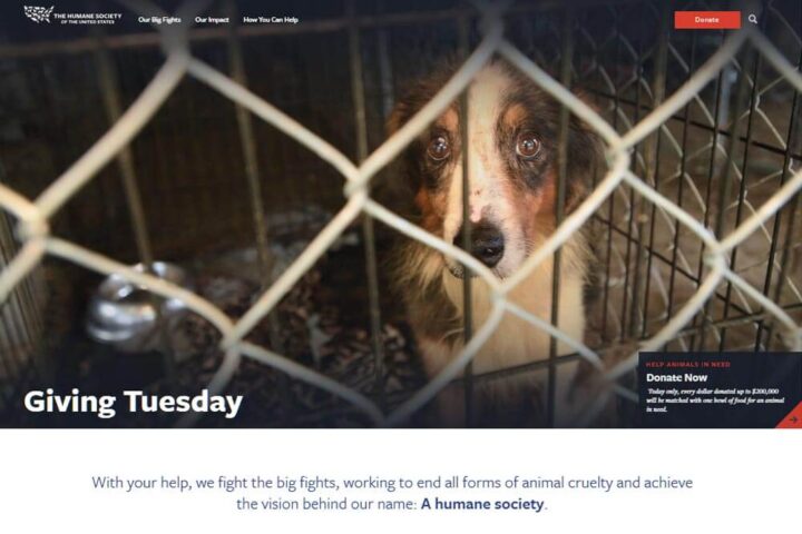 The Humane Society web site. Shows a dog in a cage.