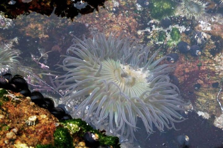 A sea anemonie in a tidepool